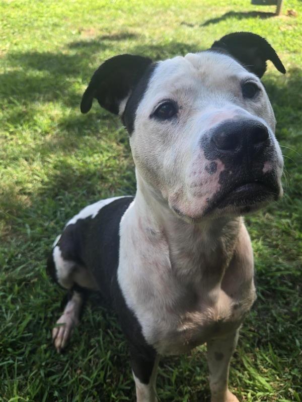 Enlarge Rocco, a ADOPTABLE mixed breed in Prince Frederick, MD image 4/4