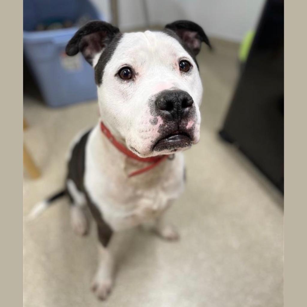 Enlarge Rocco, a ADOPTABLE mixed breed in Prince Frederick, MD image 2/4