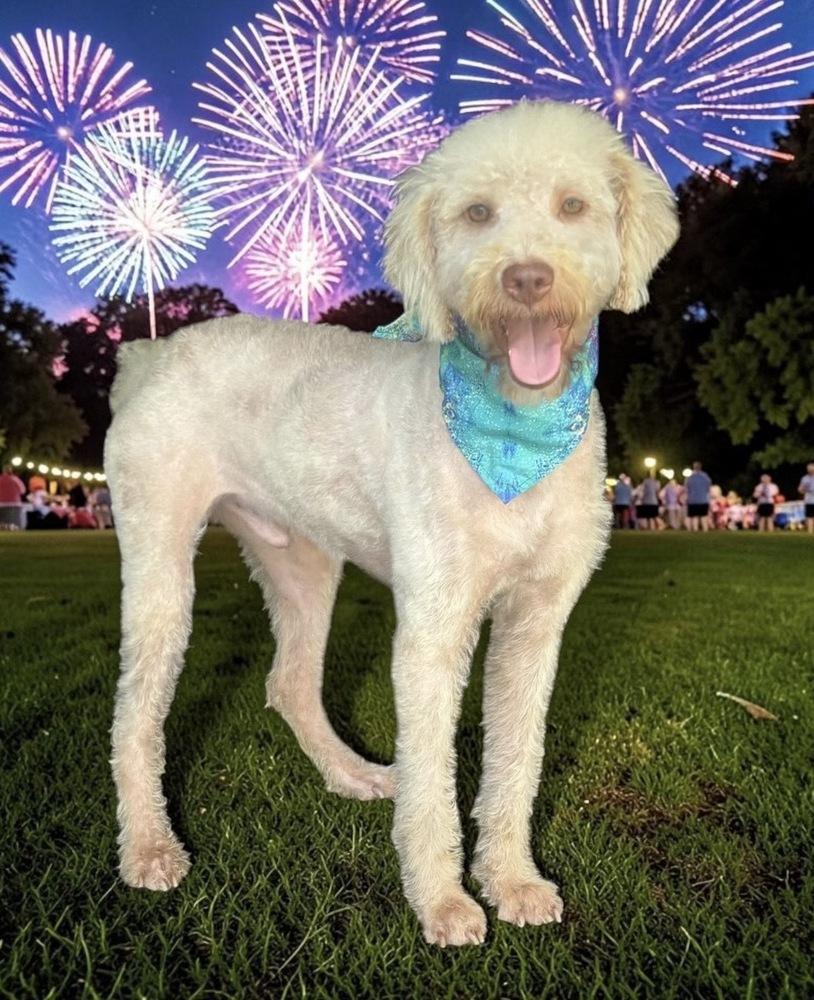Curly Joe, Adopted, Adult Male Goldendoodle.