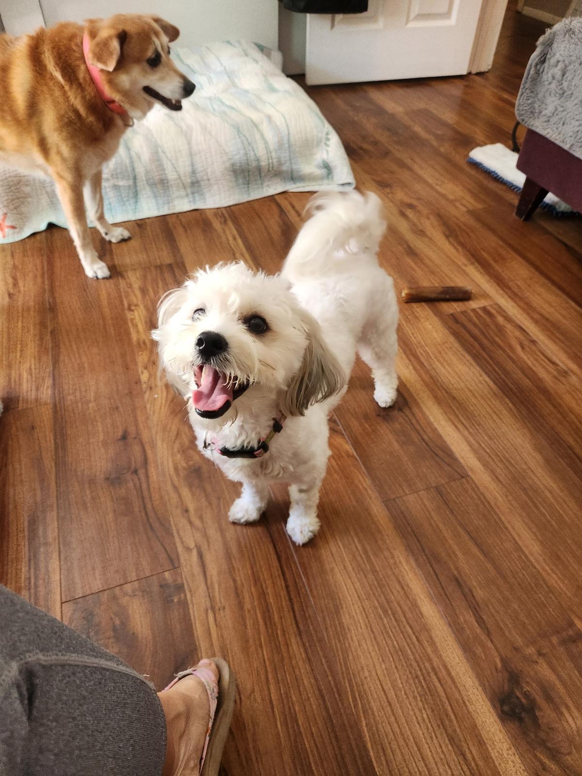 Enlarge  Cute, Cuddly and Completely Charming Cami, an adoptable Bichon Frise in Carlsbad, CA image 2/3