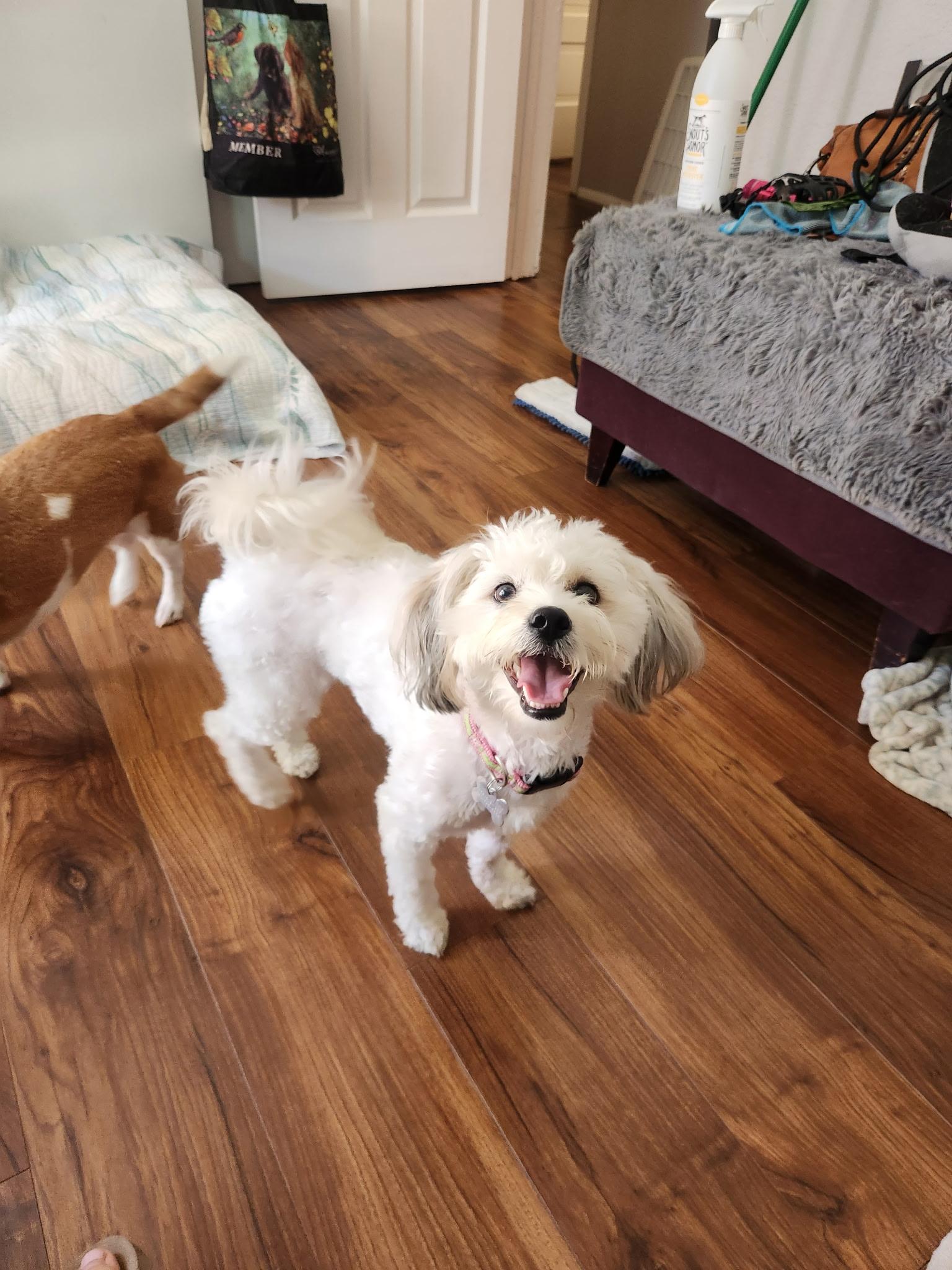 Enlarge  Cute, Cuddly and Completely Charming Cami, an adoptable Bichon Frise in Carlsbad, CA image 3/3