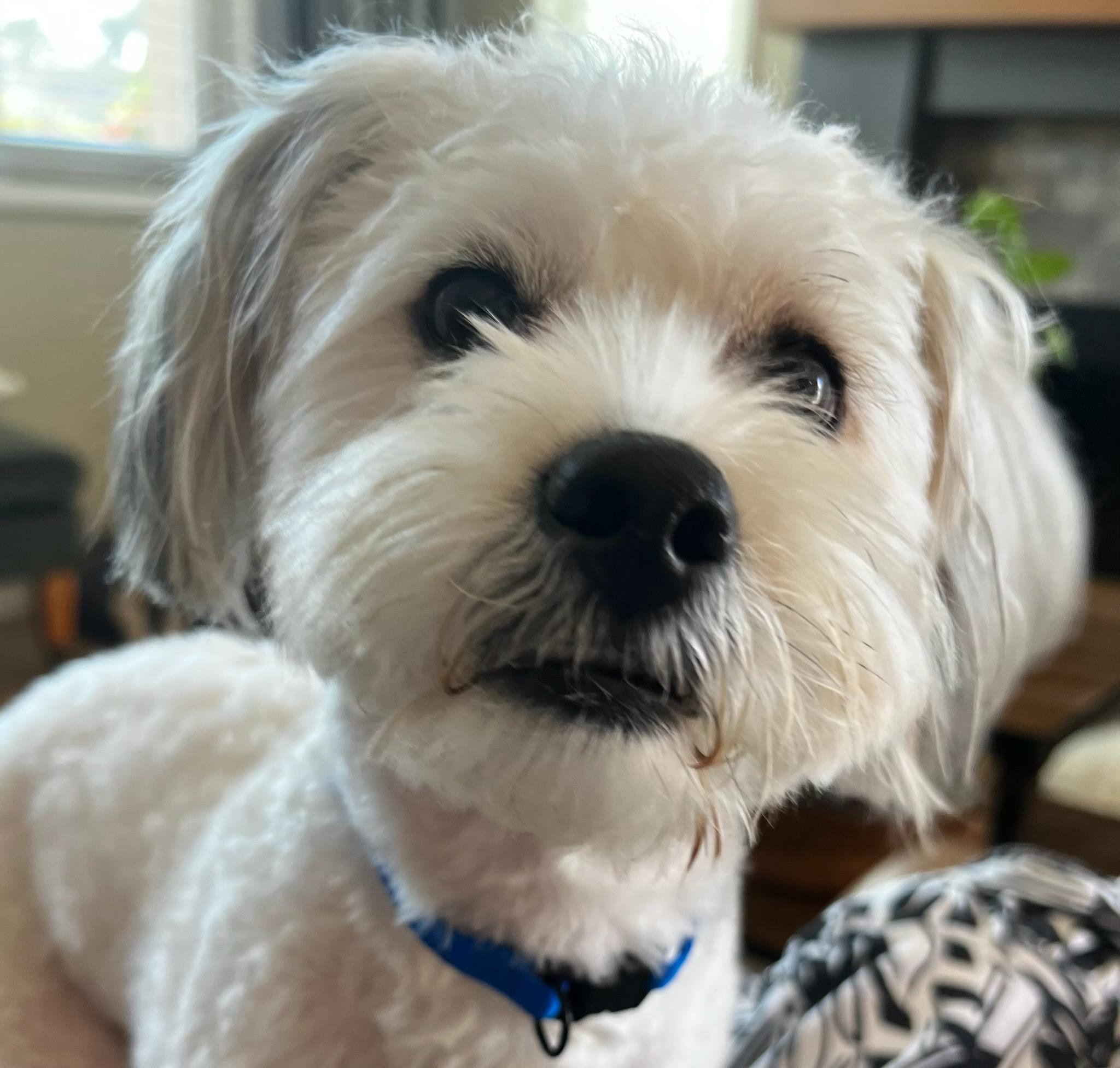 Enlarge  Cute, Cuddly and Completely Charming Cami, an adoptable Bichon Frise in Carlsbad, CA image 1/3
