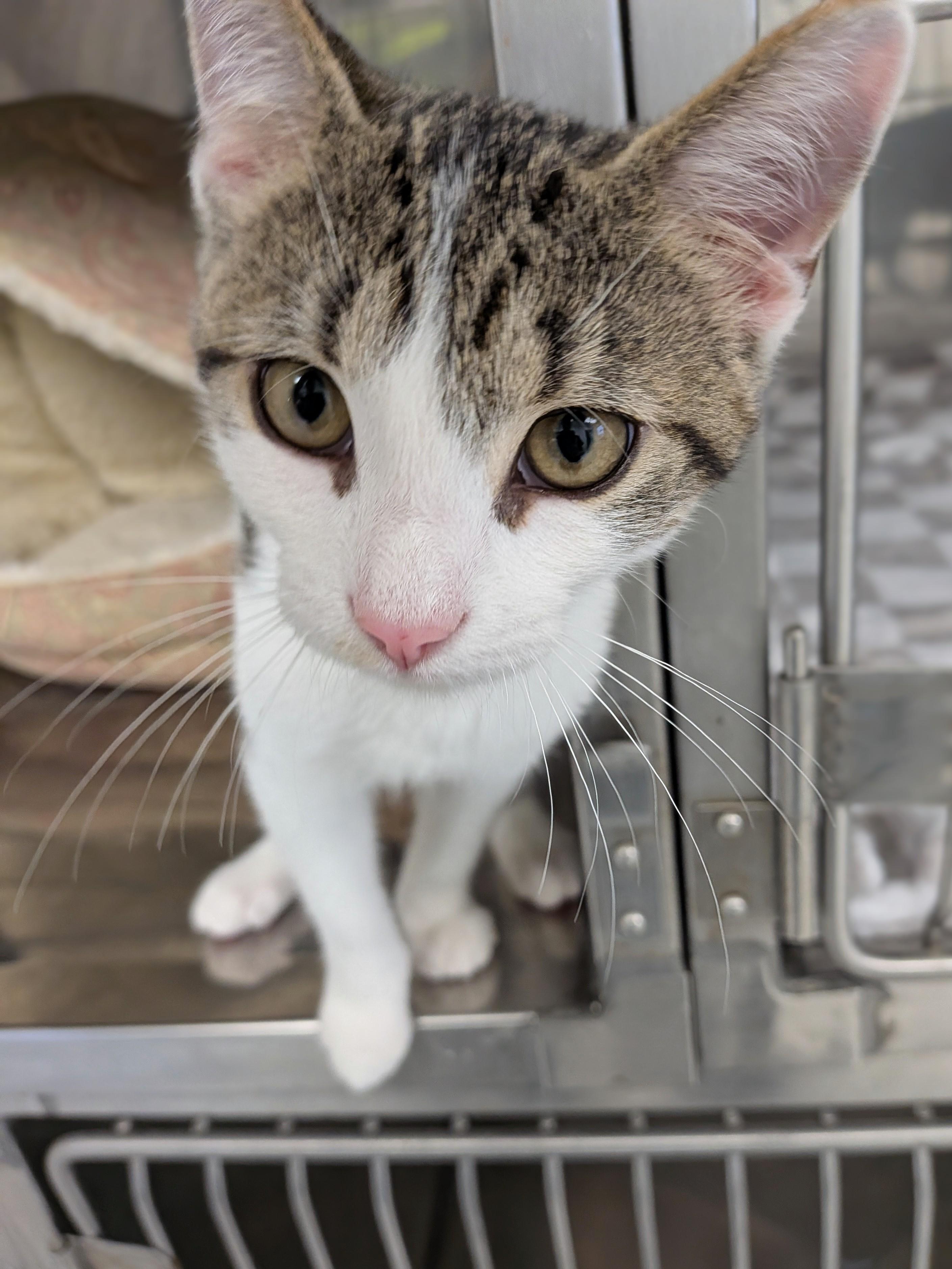 Junior, a ADOPTABLE mixed breed in Mount Carmel, IL image 4/5