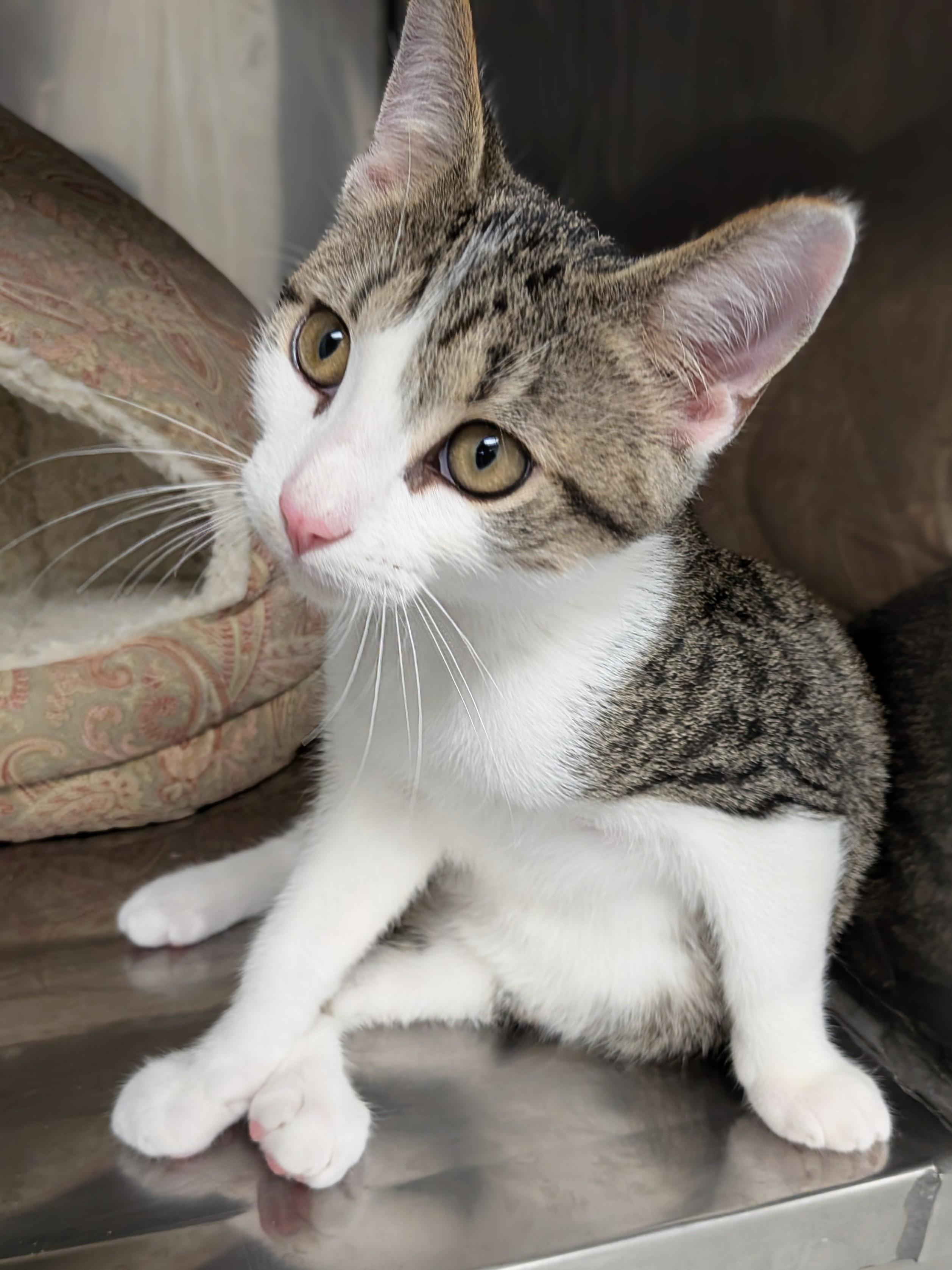 Junior, ADOPTABLE, Kitten Male Domestic Short Hair.