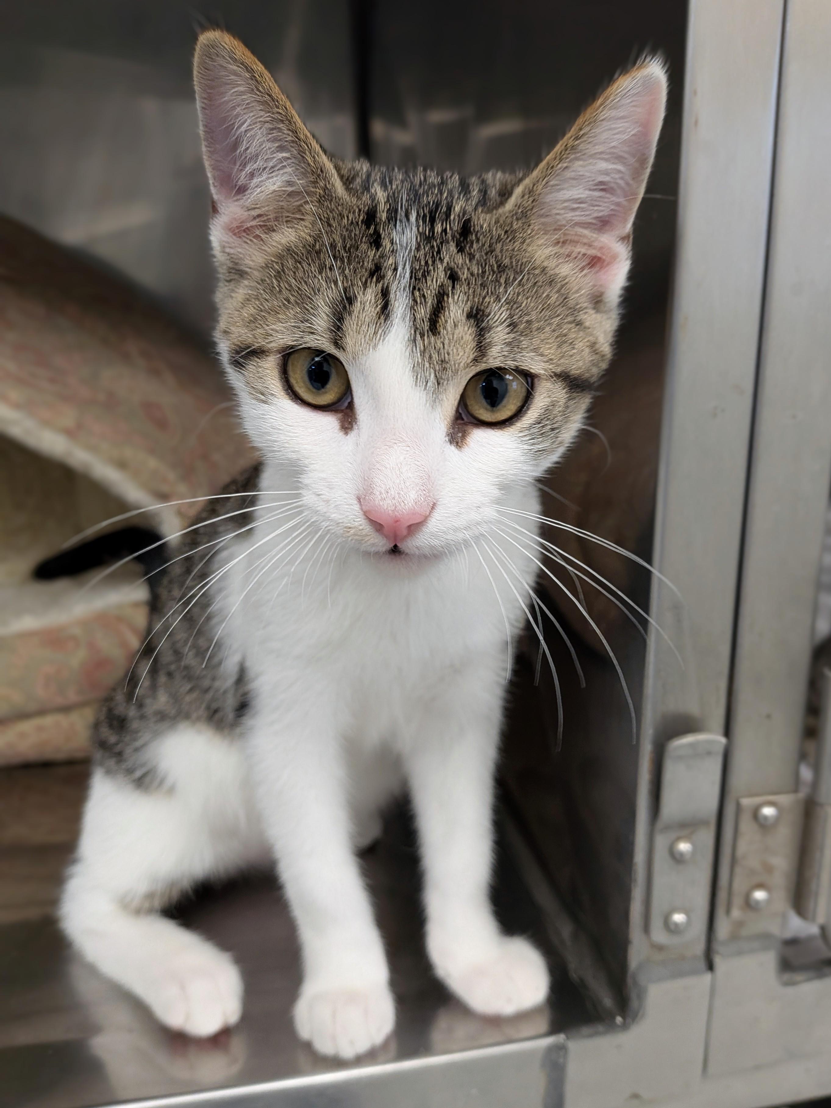 Junior, a ADOPTABLE mixed breed in Mount Carmel, IL image 2/5