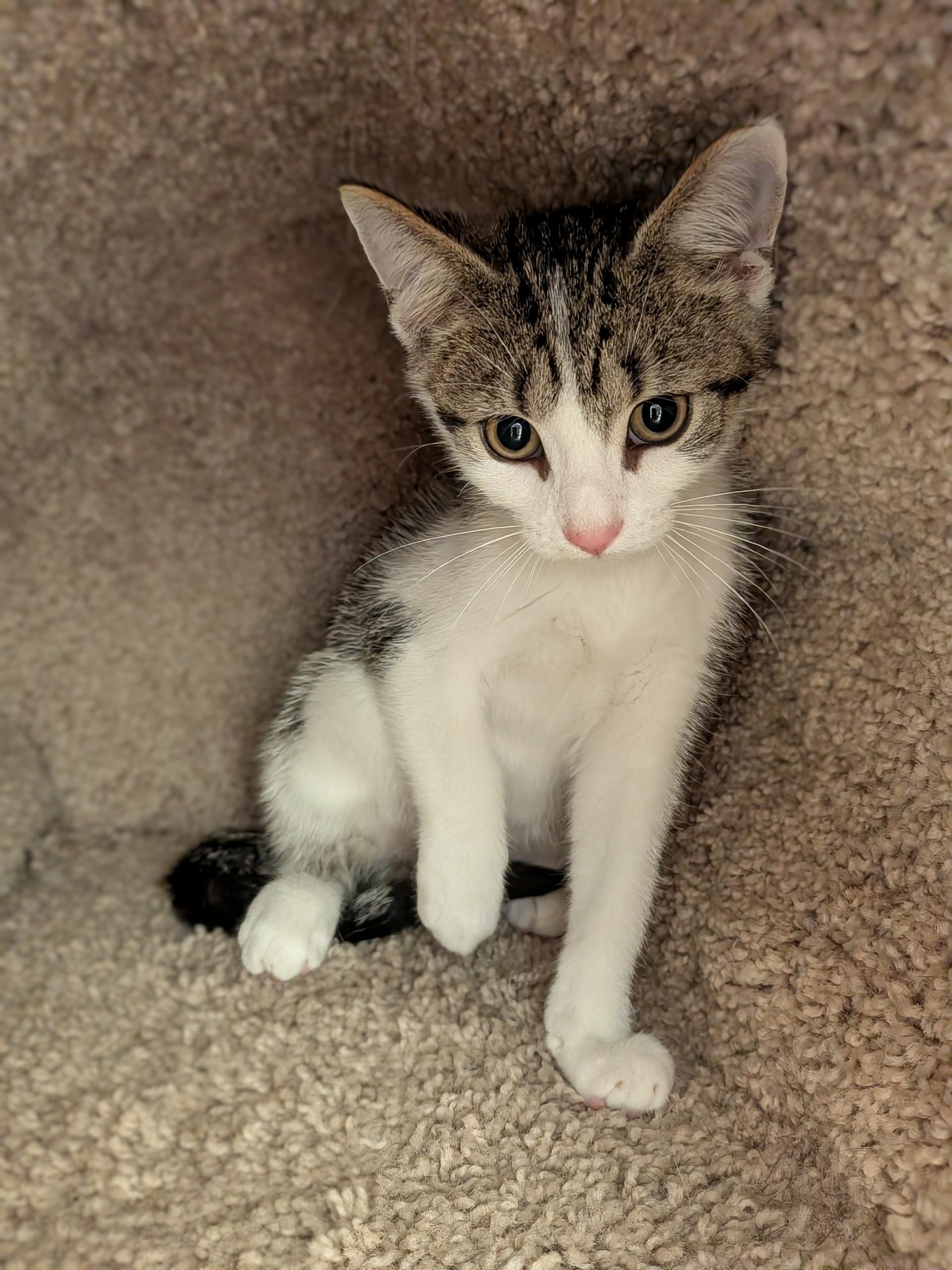 Junior, a ADOPTABLE mixed breed in Mount Carmel, IL image 3/5