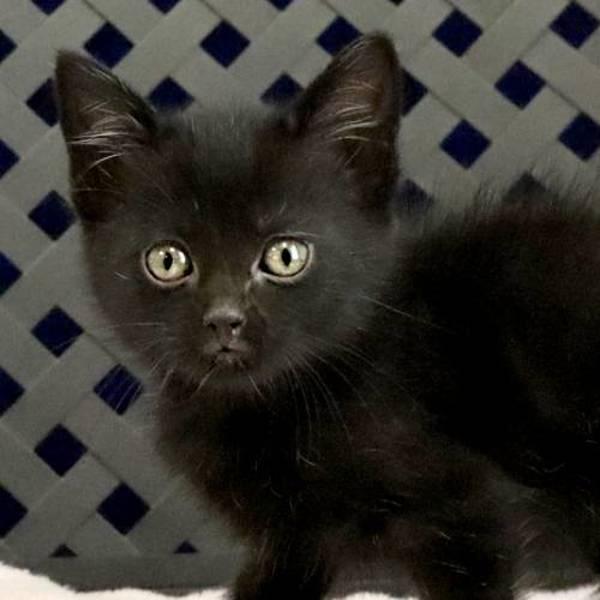 Patcha, Adoptable, Kitten Male Domestic Short Hair.
