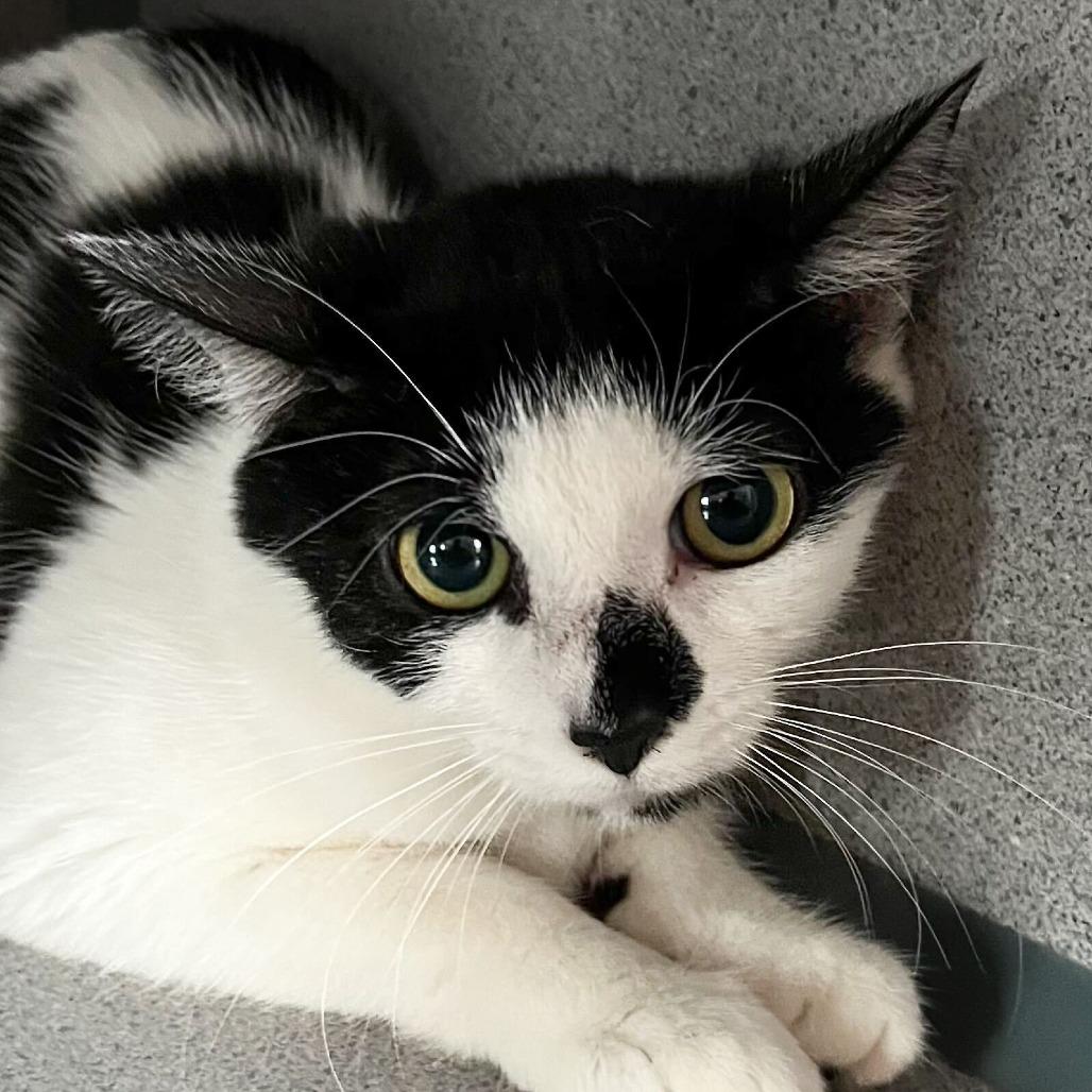 Makani, Adoptable, Young Female Domestic Short Hair.