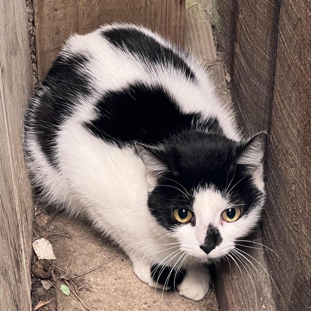 Makani, a Adoptable Domestic Short Hair in Hudson, NY image 2/3