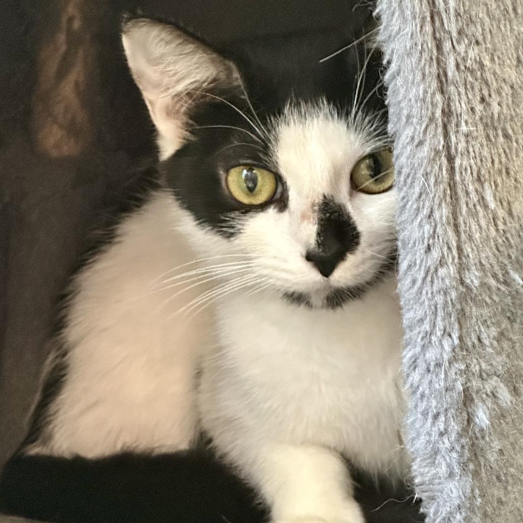 Makani, a Adoptable Domestic Short Hair in Hudson, NY image 3/3