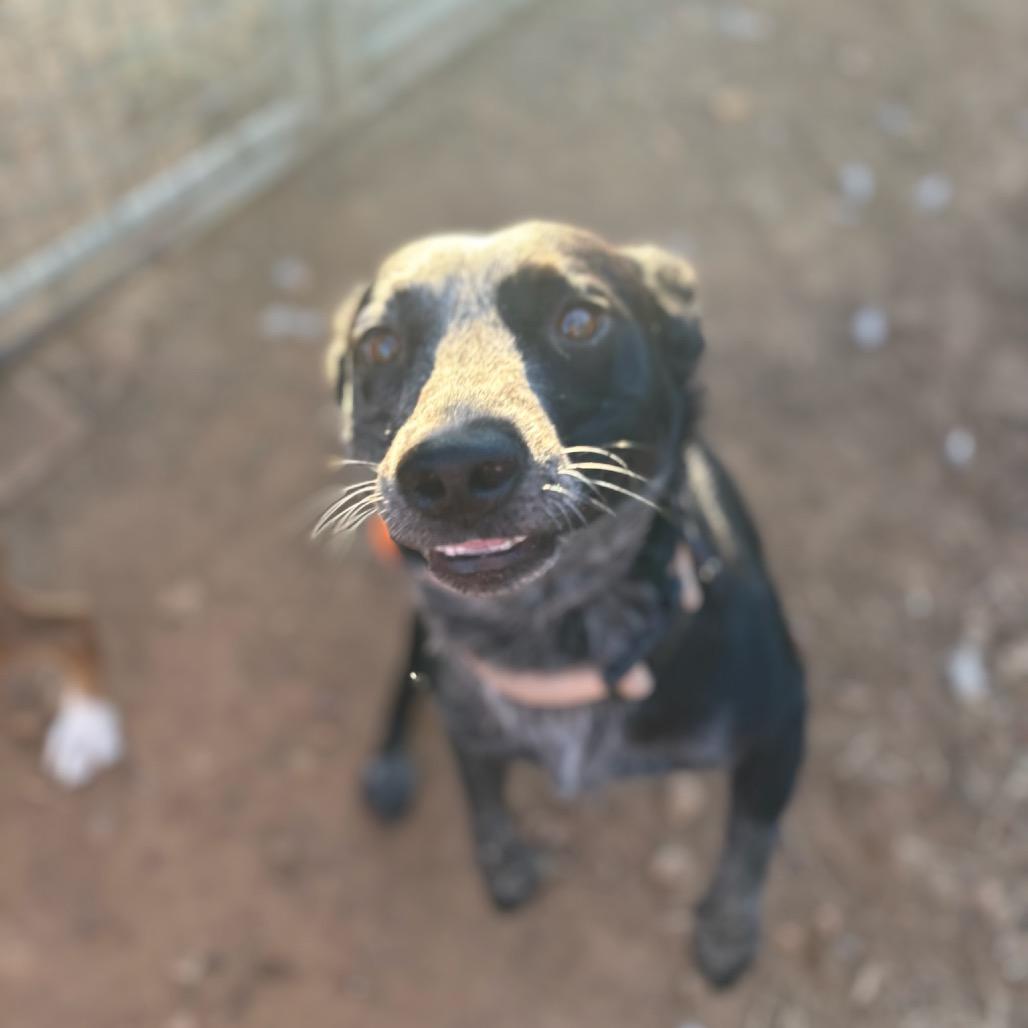 Lucky, Adoptable, Adult Male Australian Cattle Dog / Blue Heeler & Australian Cattle Dog / Blue Heeler.