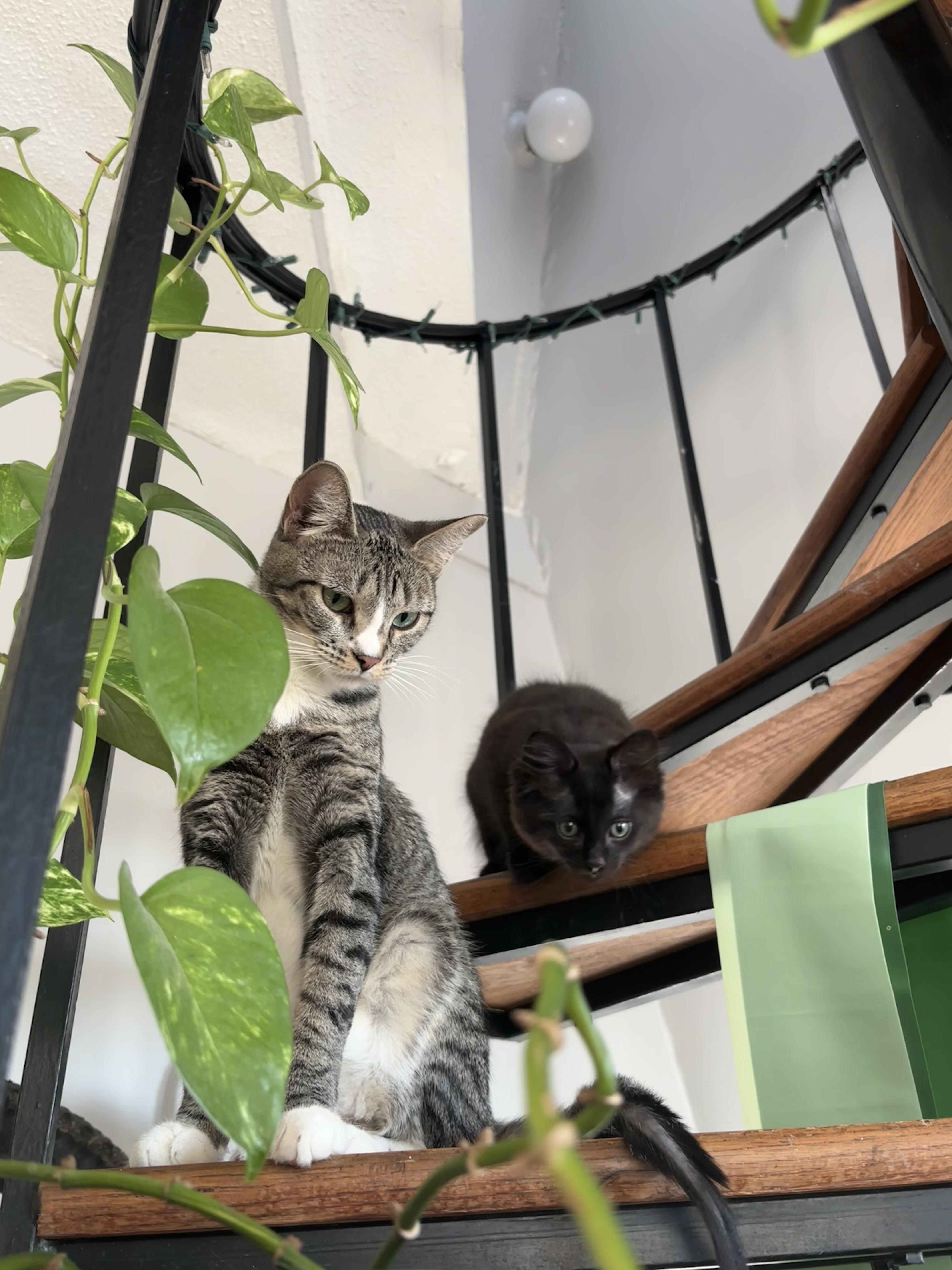 Tobie (F) and Stevie (M)- Bonded Pair