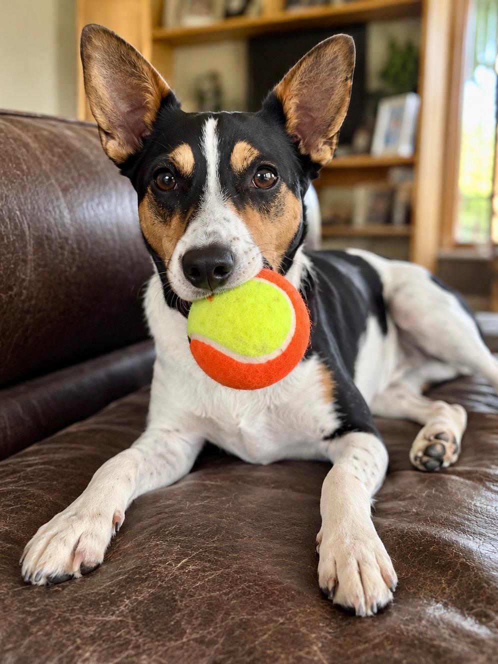 Enlarge Percy, a Adoptable mixed breed in Lisbon, IA image 4/6
