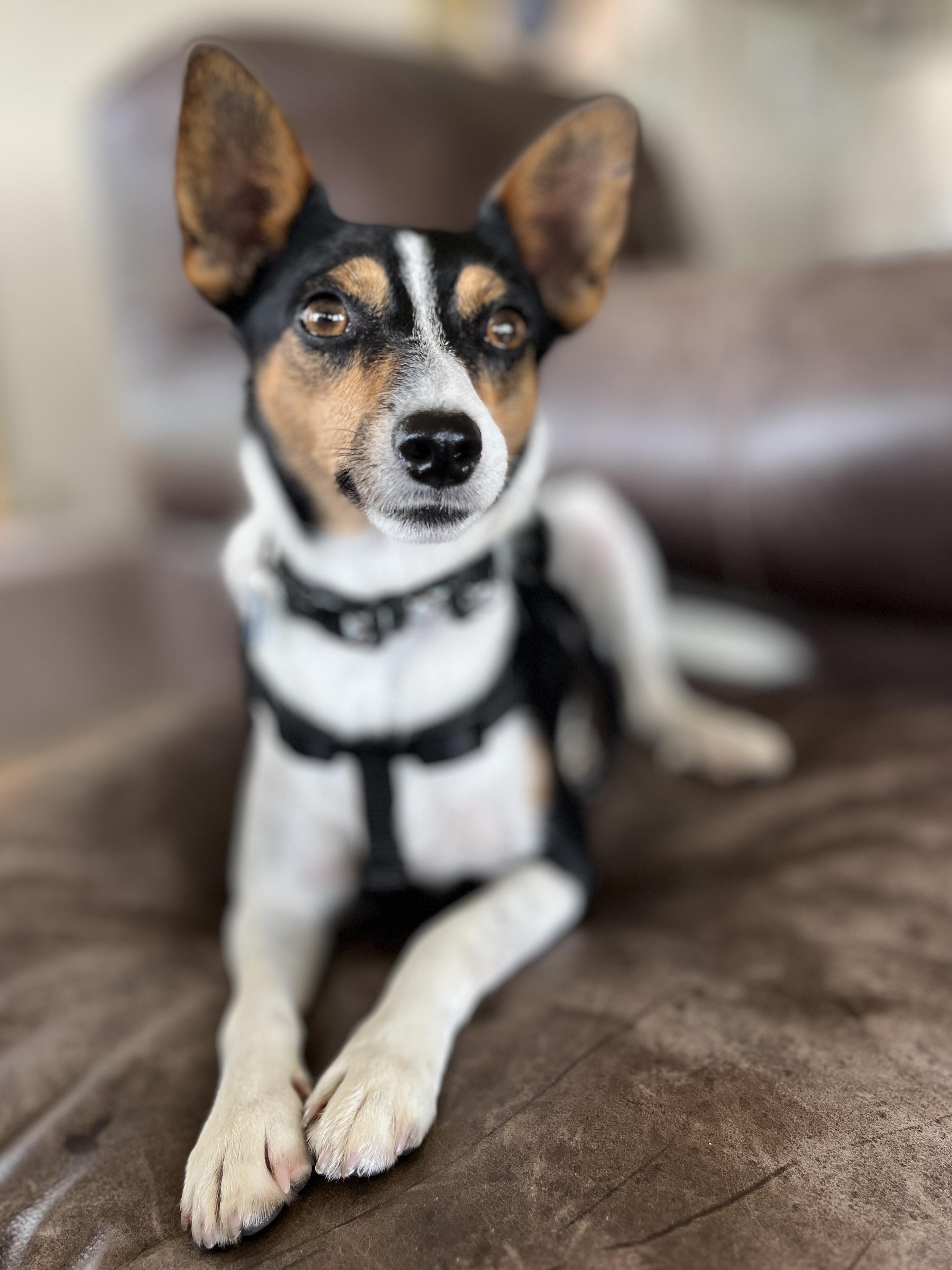 Percy, Adoptable, Young Male Jack Russell Terrier.