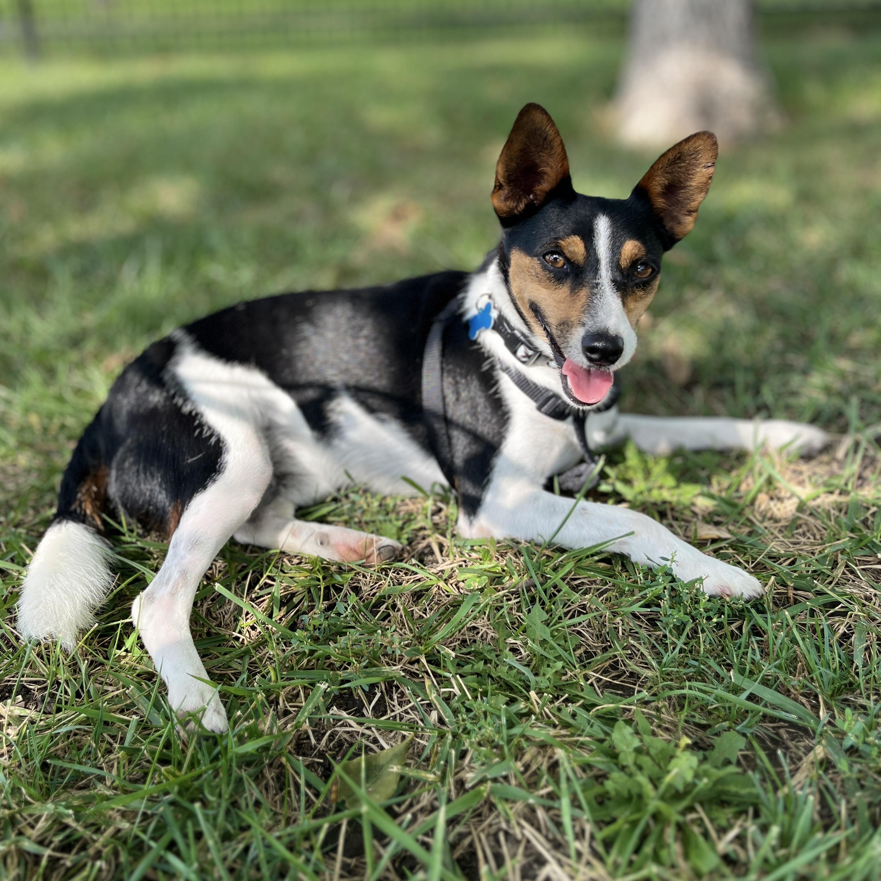 Enlarge Percy, a Adoptable mixed breed in Lisbon, IA image 3/6