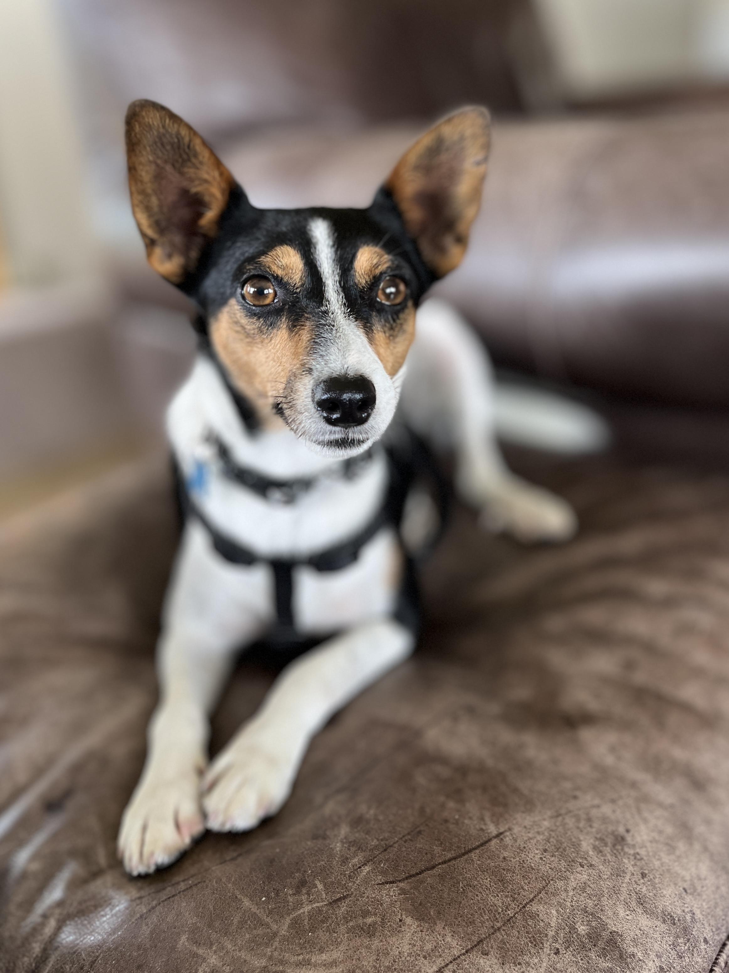 Enlarge Percy, a Adoptable mixed breed in Lisbon, IA image 6/6