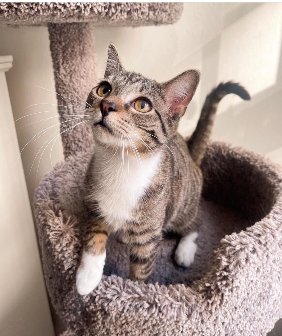 Enlarge BLAZE, an adoptable Tabby in New York, NY image 6/6