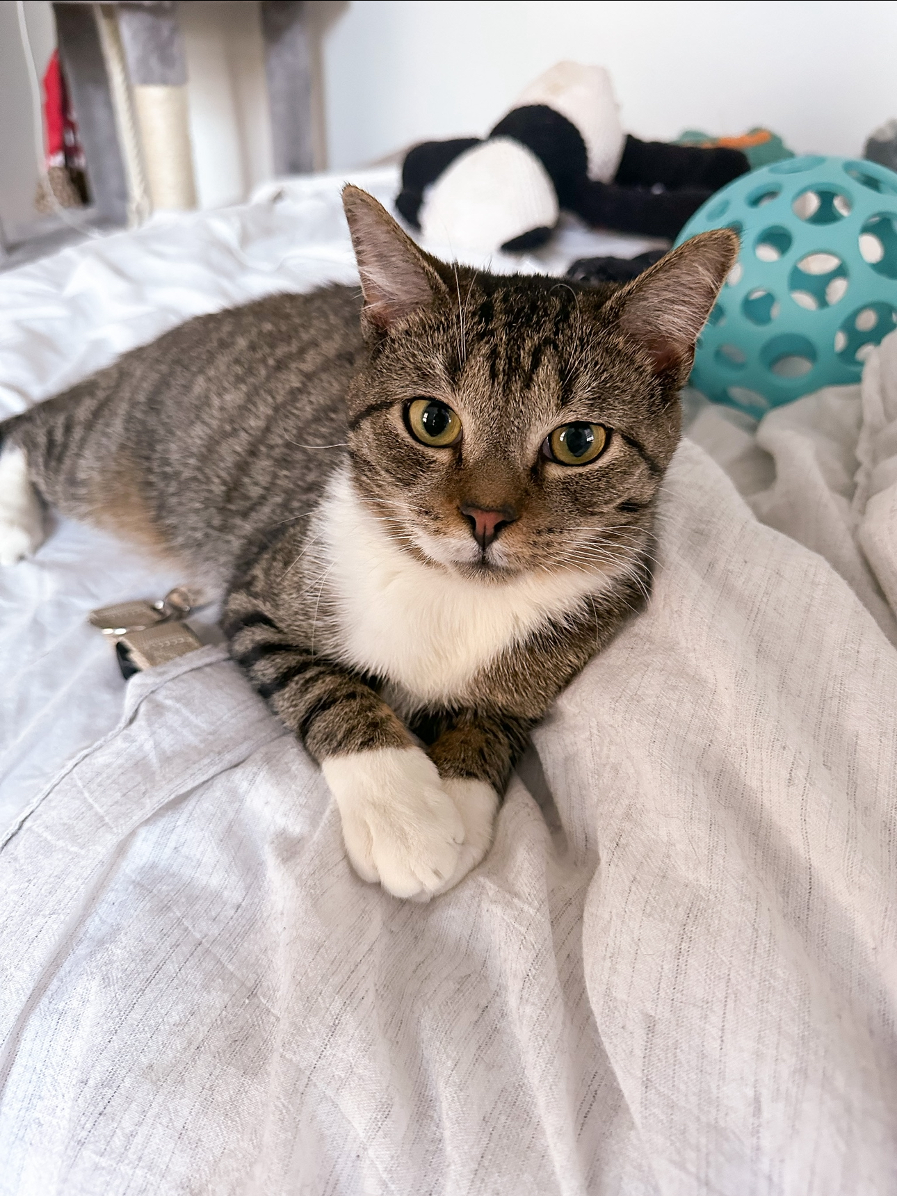 Enlarge BLAZE, an adoptable Tabby in New York, NY image 3/6