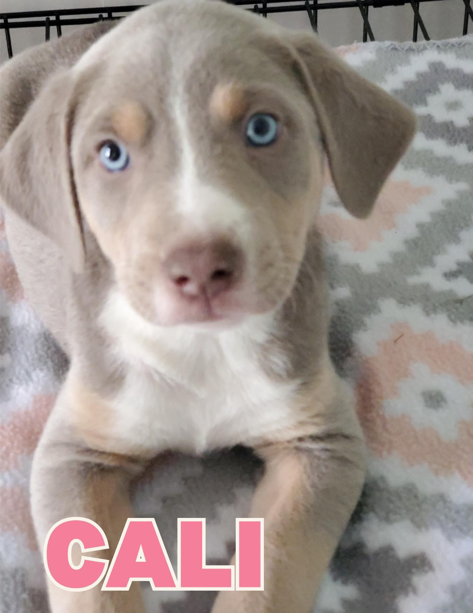 Cali, ADOPTABLE, Puppy Female Labrador Retriever.
