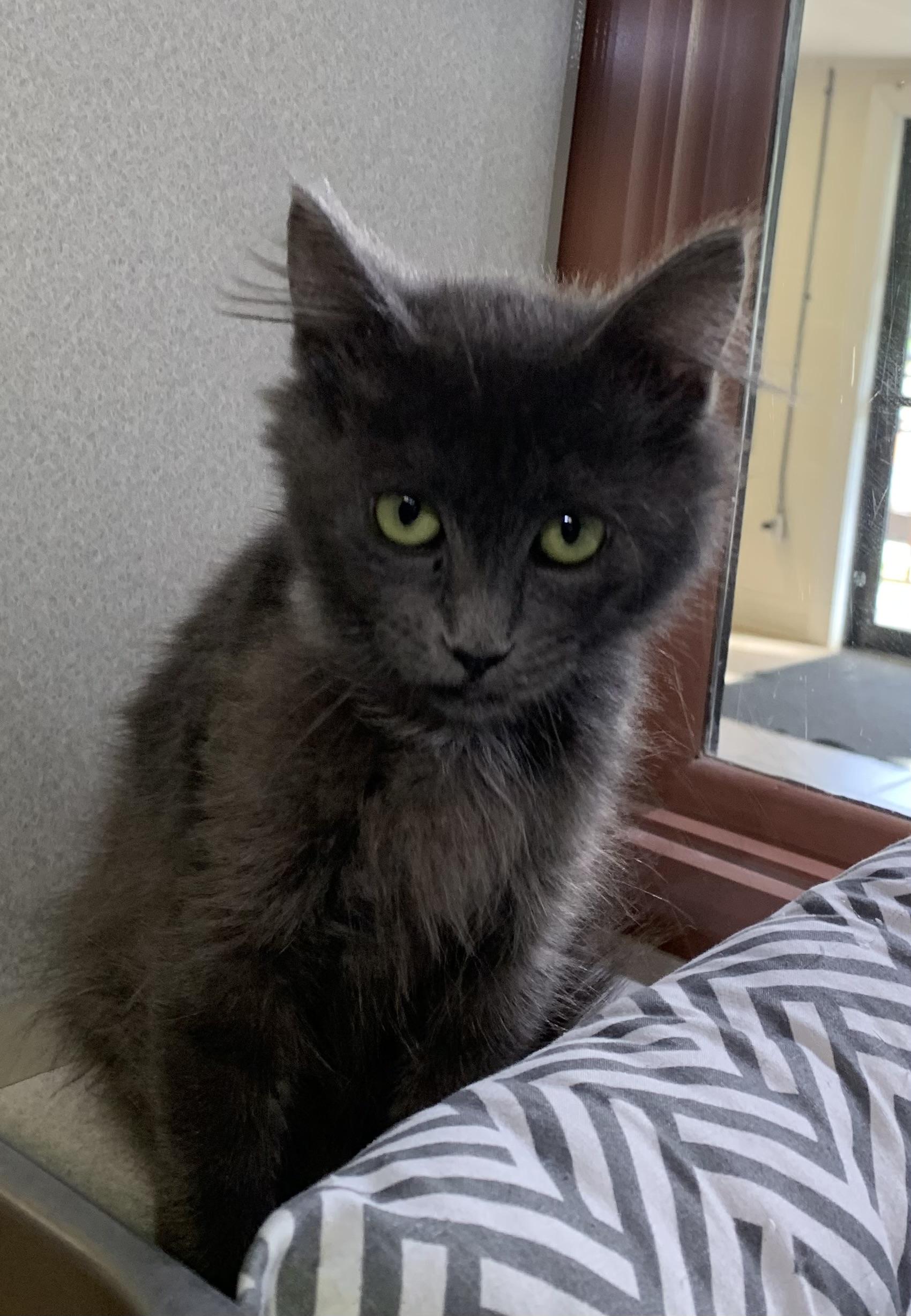 Enlarge Pip, a Adoptable mixed breed in Massena, NY image 3/6