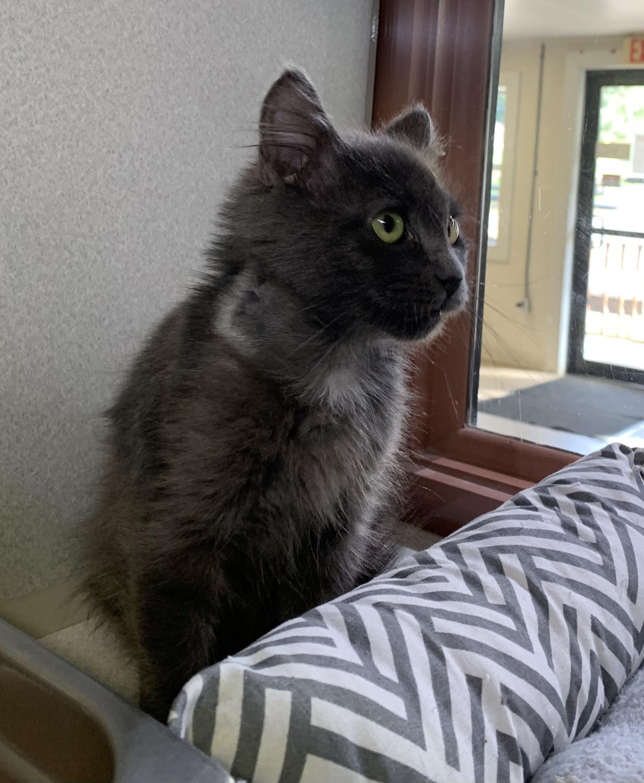 Enlarge Pip, a Adoptable mixed breed in Massena, NY image 2/6