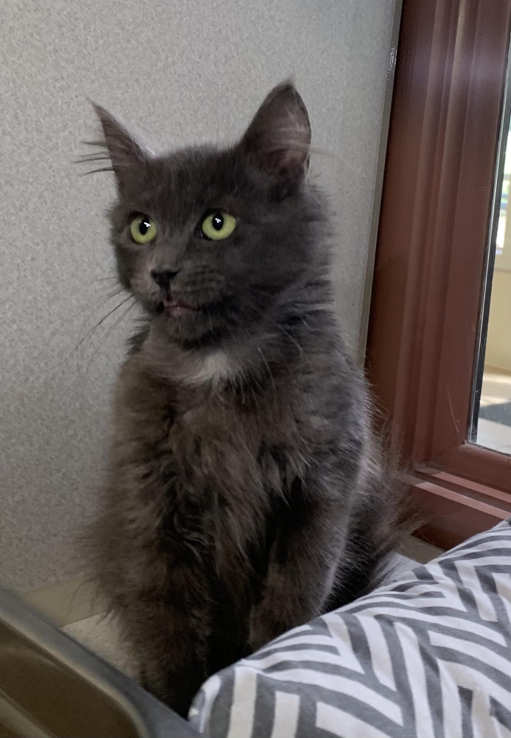 Enlarge Pip, a Adoptable mixed breed in Massena, NY image 4/6