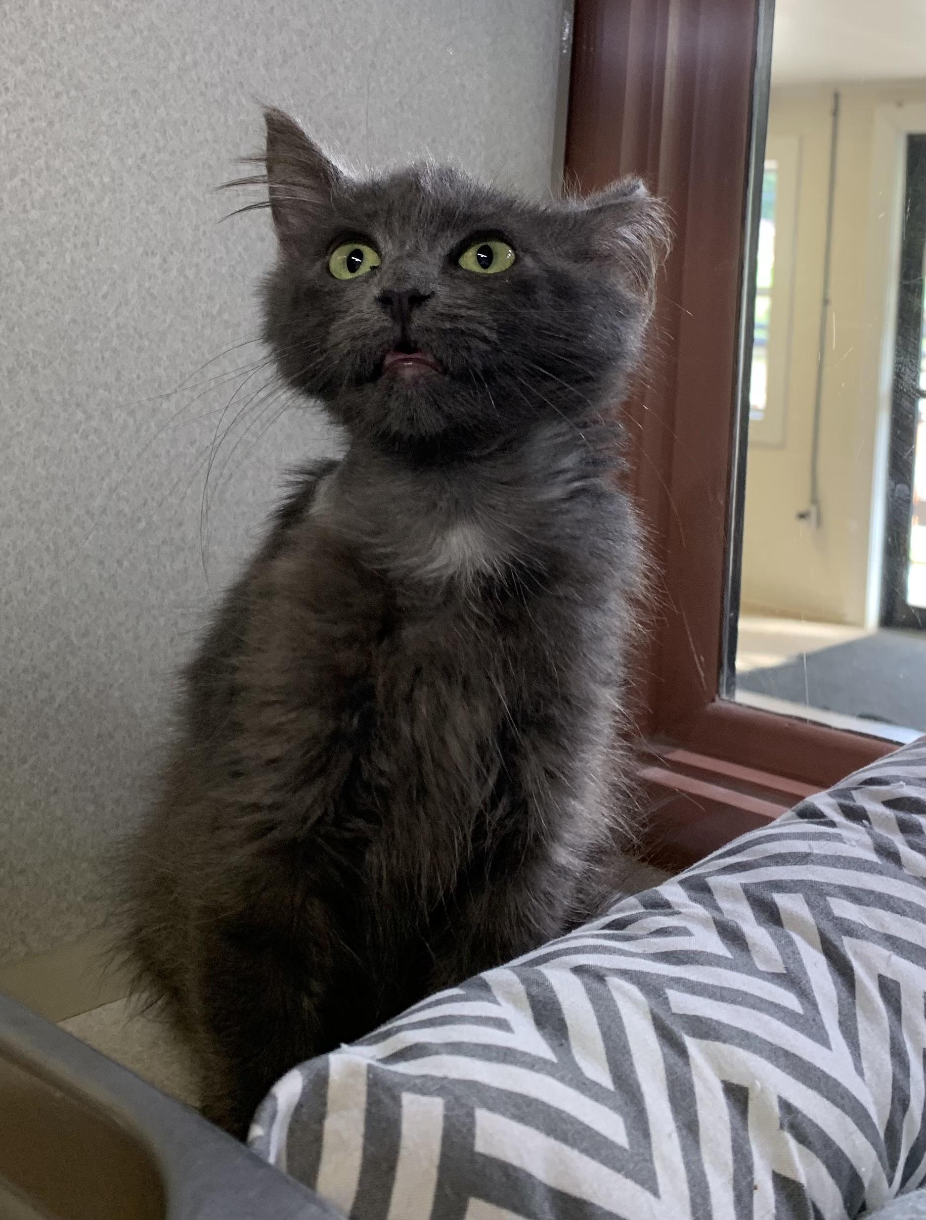 Enlarge Pip, a Adoptable mixed breed in Massena, NY image 5/6