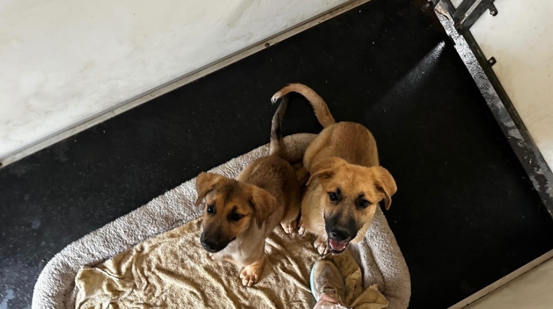 Tiff, Adopted, Young Female Great Pyrenees & Anatolian Shepherd.