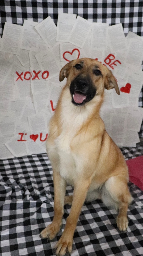 Tiff, a Adopted mixed breed in New Caney, TX image 2/6