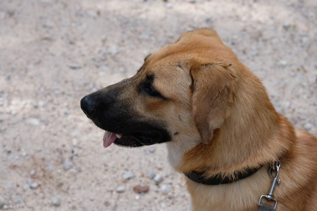 Tiff, a Adopted mixed breed in New Caney, TX image 4/6
