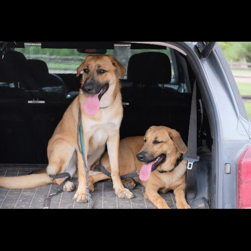 Tiff, a Adopted mixed breed in New Caney, TX image 5/6