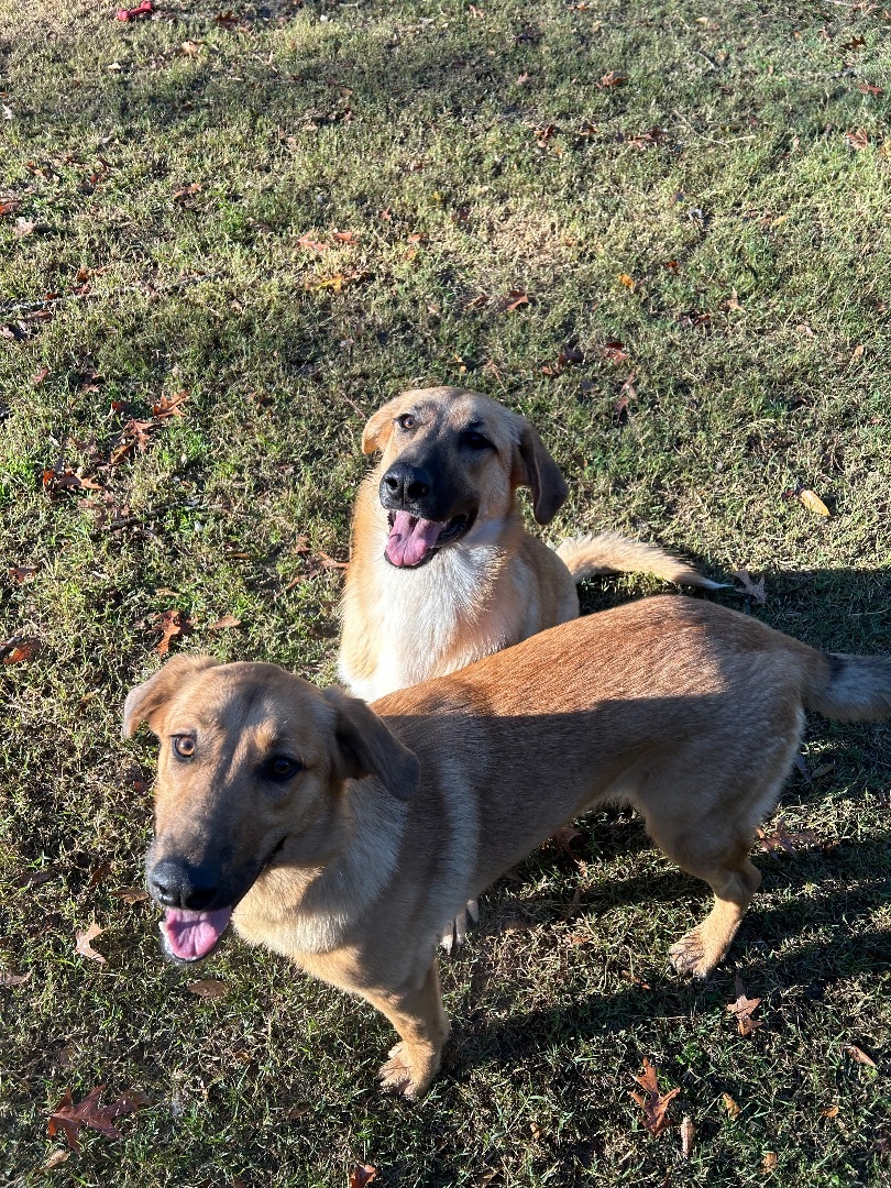 Tiff, a Adopted mixed breed in New Caney, TX image 6/6
