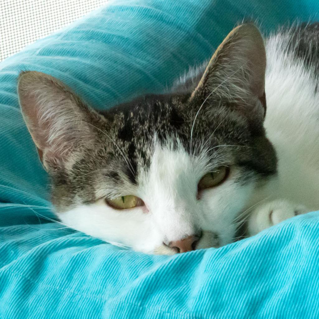 Enlarge Dottie, a Adoptable Domestic Short Hair in McKean, PA image 1/6