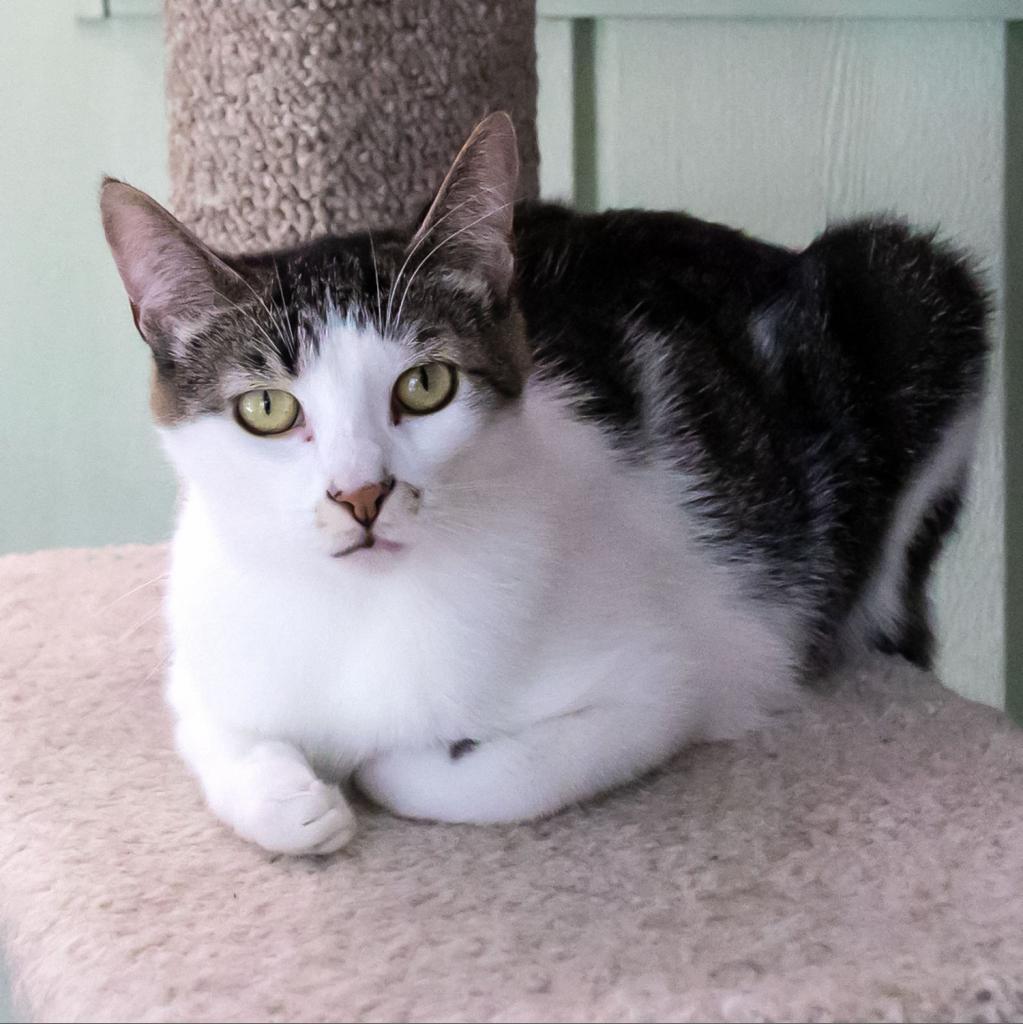 Enlarge Dottie, a Adoptable Domestic Short Hair in McKean, PA image 2/6