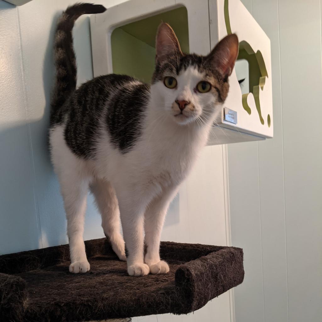 Enlarge Dottie, a Adoptable Domestic Short Hair in McKean, PA image 3/6