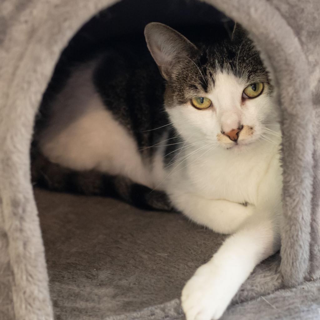 Enlarge Dottie, a Adoptable Domestic Short Hair in McKean, PA image 4/6