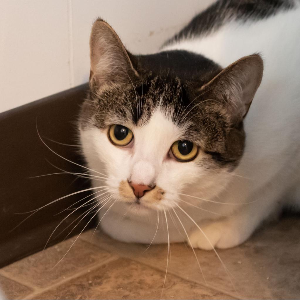 Enlarge Dottie, a Adoptable Domestic Short Hair in McKean, PA image 5/6