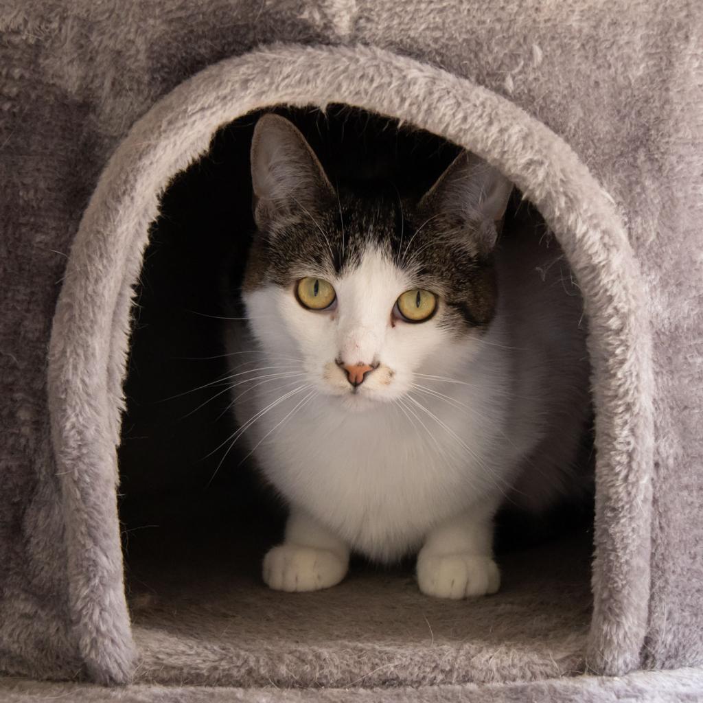 Enlarge Dottie, a Adoptable Domestic Short Hair in McKean, PA image 6/6