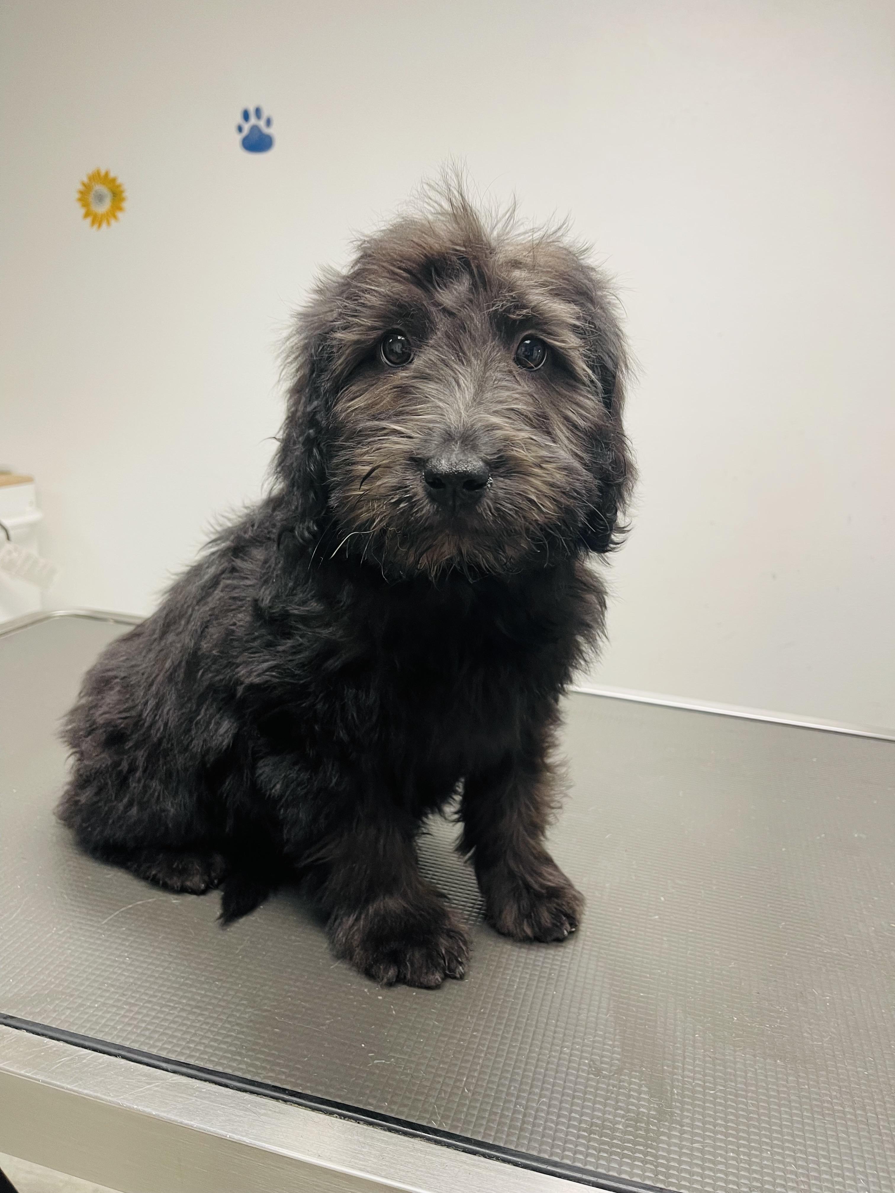 Major, ADOPTABLE, Puppy Male Labradoodle & Goldendoodle.