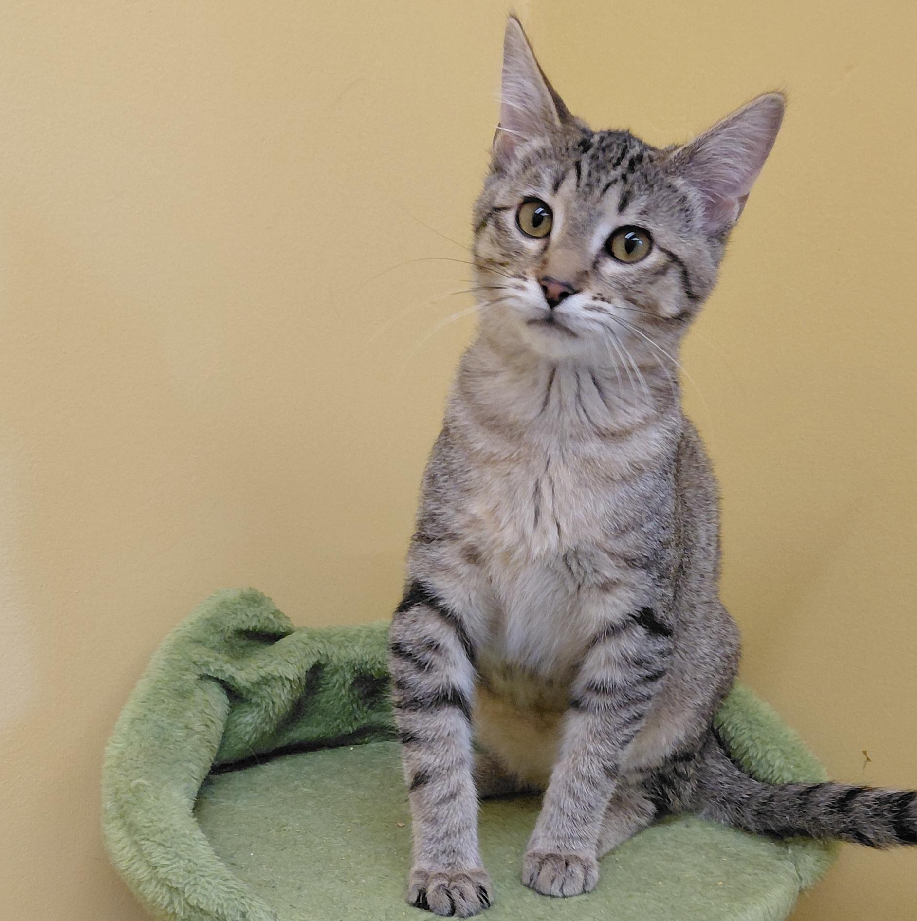 Enlarge Thyme, a Adoptable Domestic Short Hair in Eugene, OR image 4/6