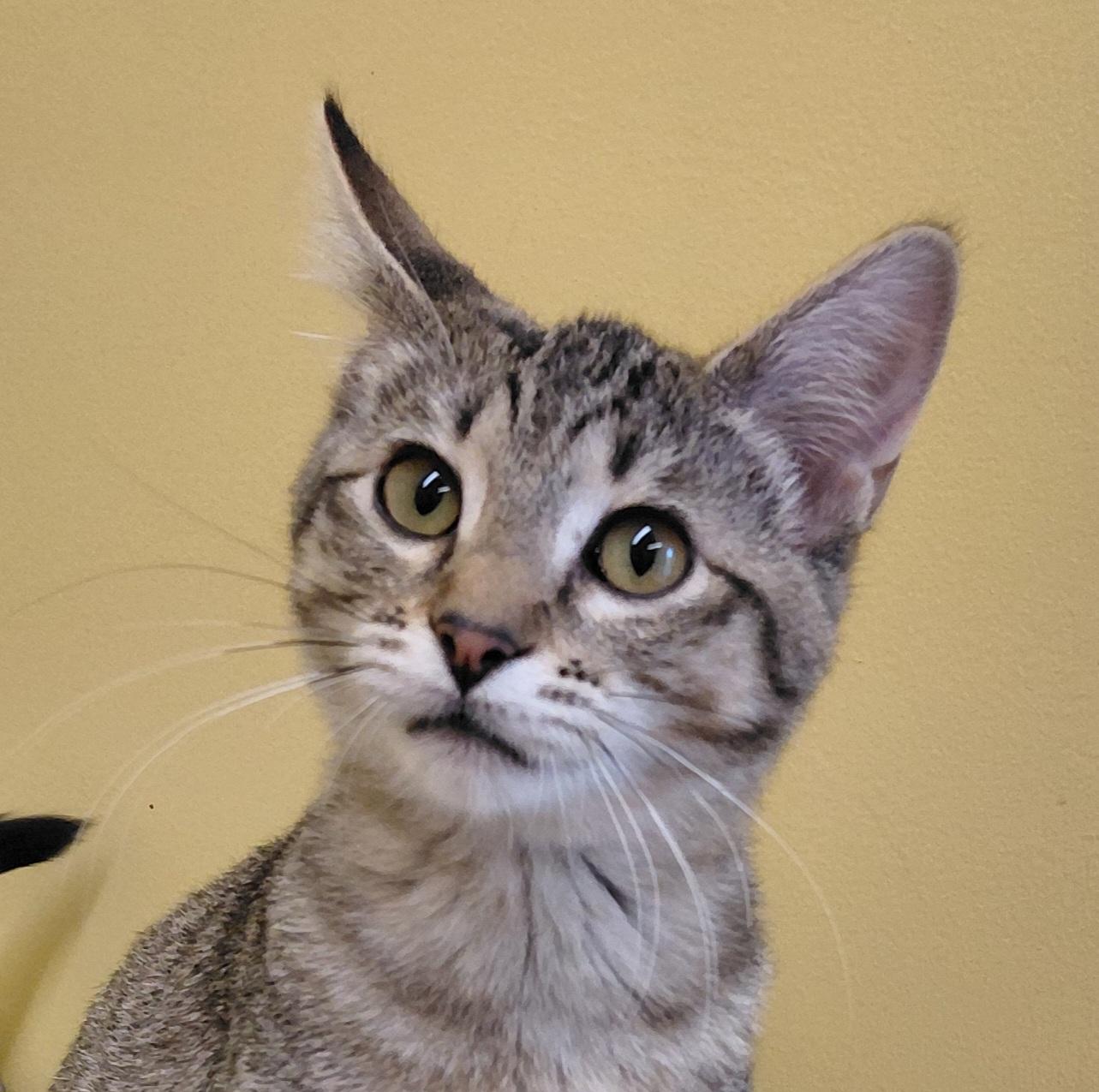 Enlarge Thyme, a Adoptable Domestic Short Hair in Eugene, OR image 6/6