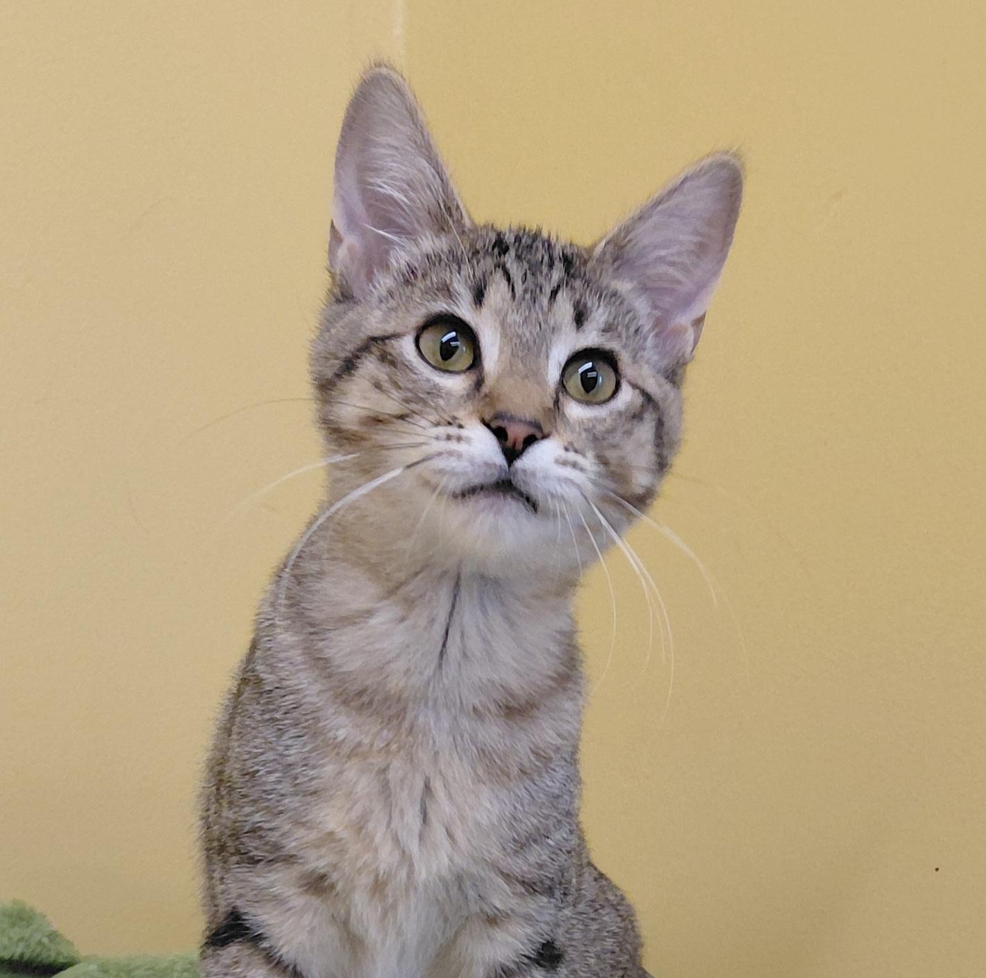 Thyme, Adoptable, Kitten Female Domestic Short Hair.