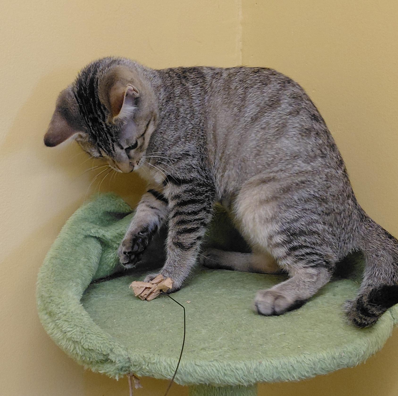 Enlarge Thyme, a Adoptable Domestic Short Hair in Eugene, OR image 3/6