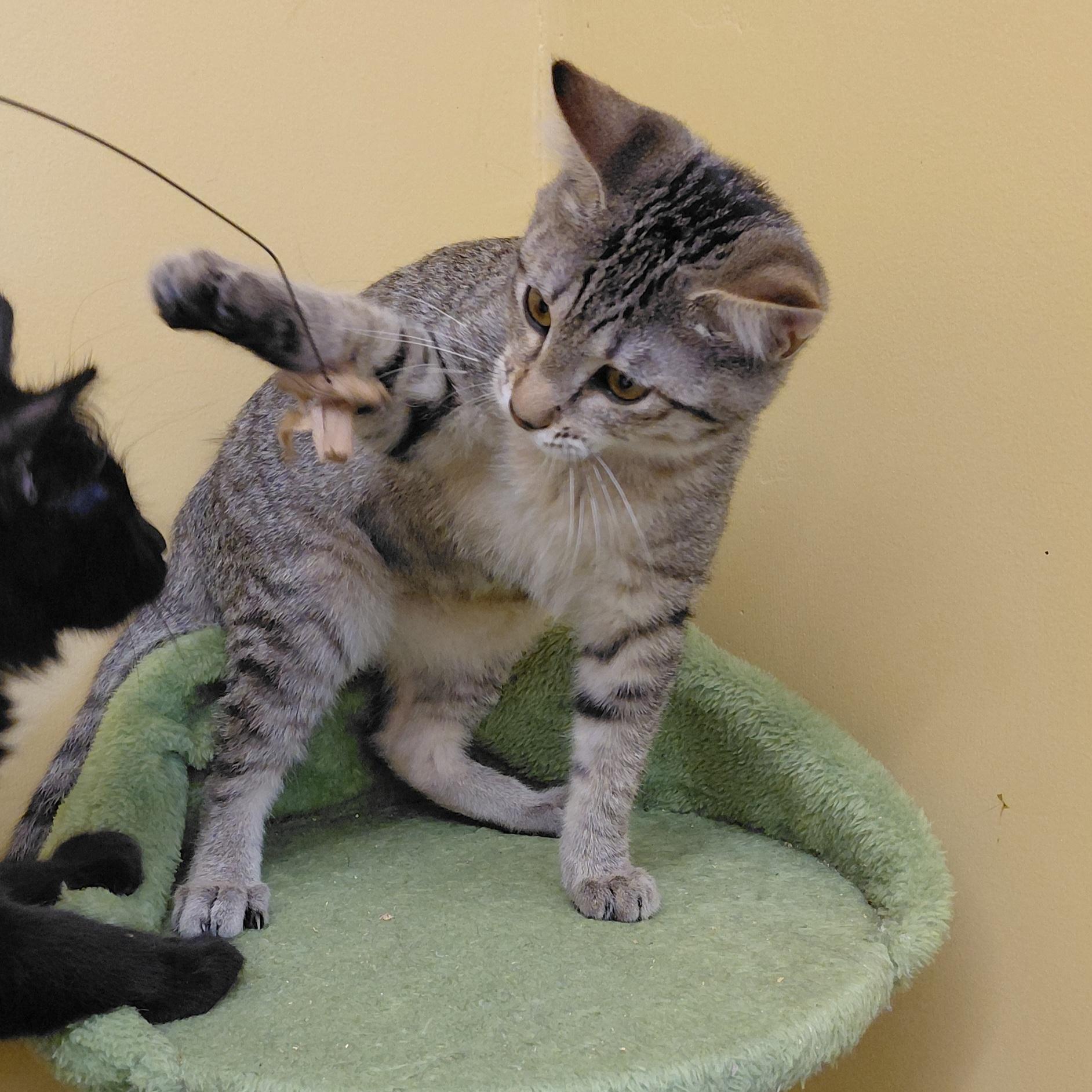 Enlarge Thyme, a Adoptable Domestic Short Hair in Eugene, OR image 5/6