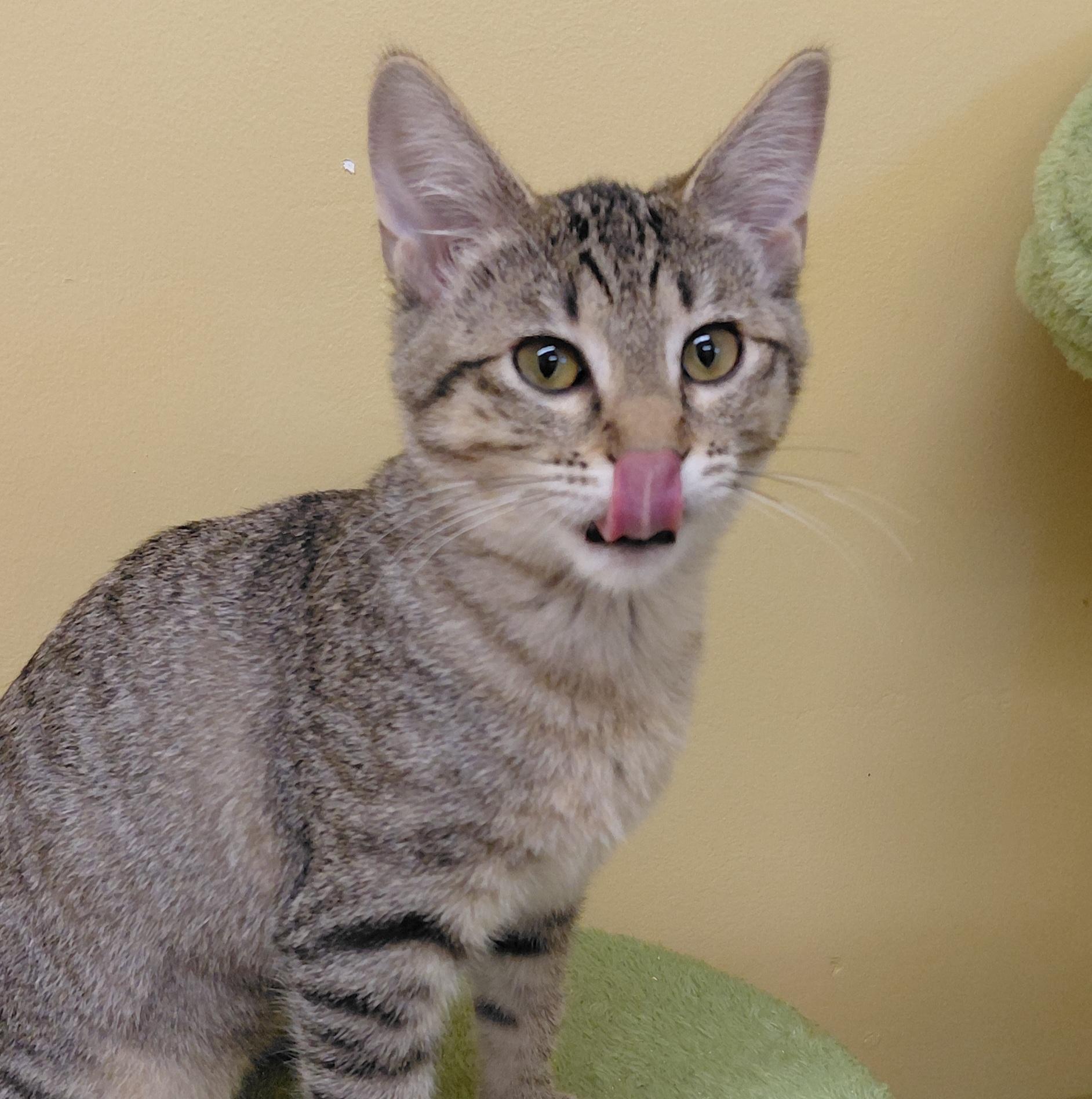 Enlarge Thyme, a Adoptable Domestic Short Hair in Eugene, OR image 2/6