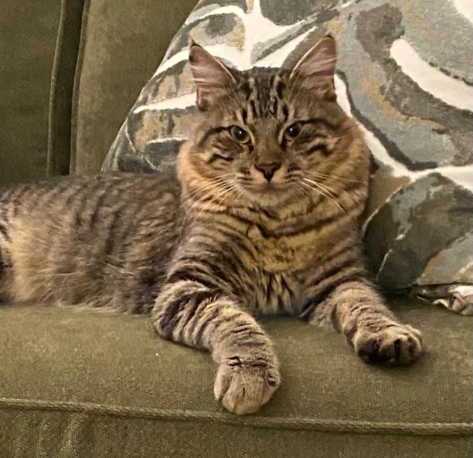 Enlarge Joey, a ADOPTABLE mixed breed in Carrollton, TX image 1/3