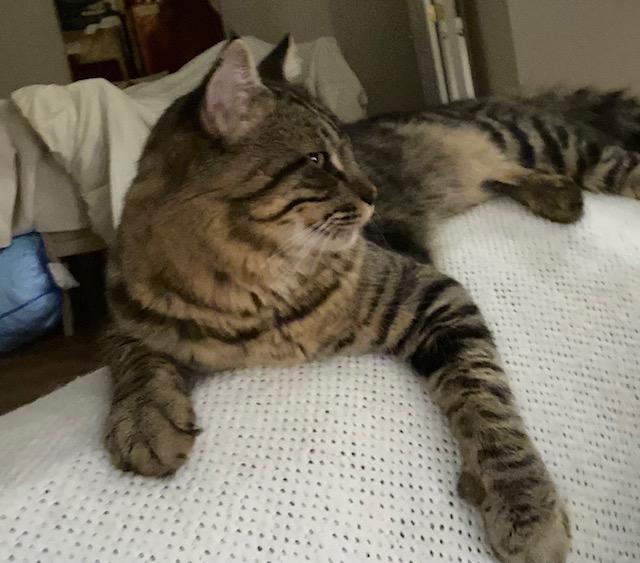 Enlarge Joey, a ADOPTABLE mixed breed in Carrollton, TX image 2/3