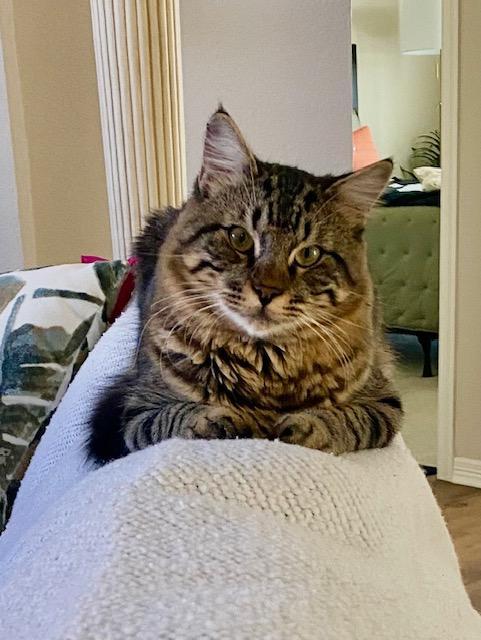 Enlarge Joey, a ADOPTABLE mixed breed in Carrollton, TX image 3/3