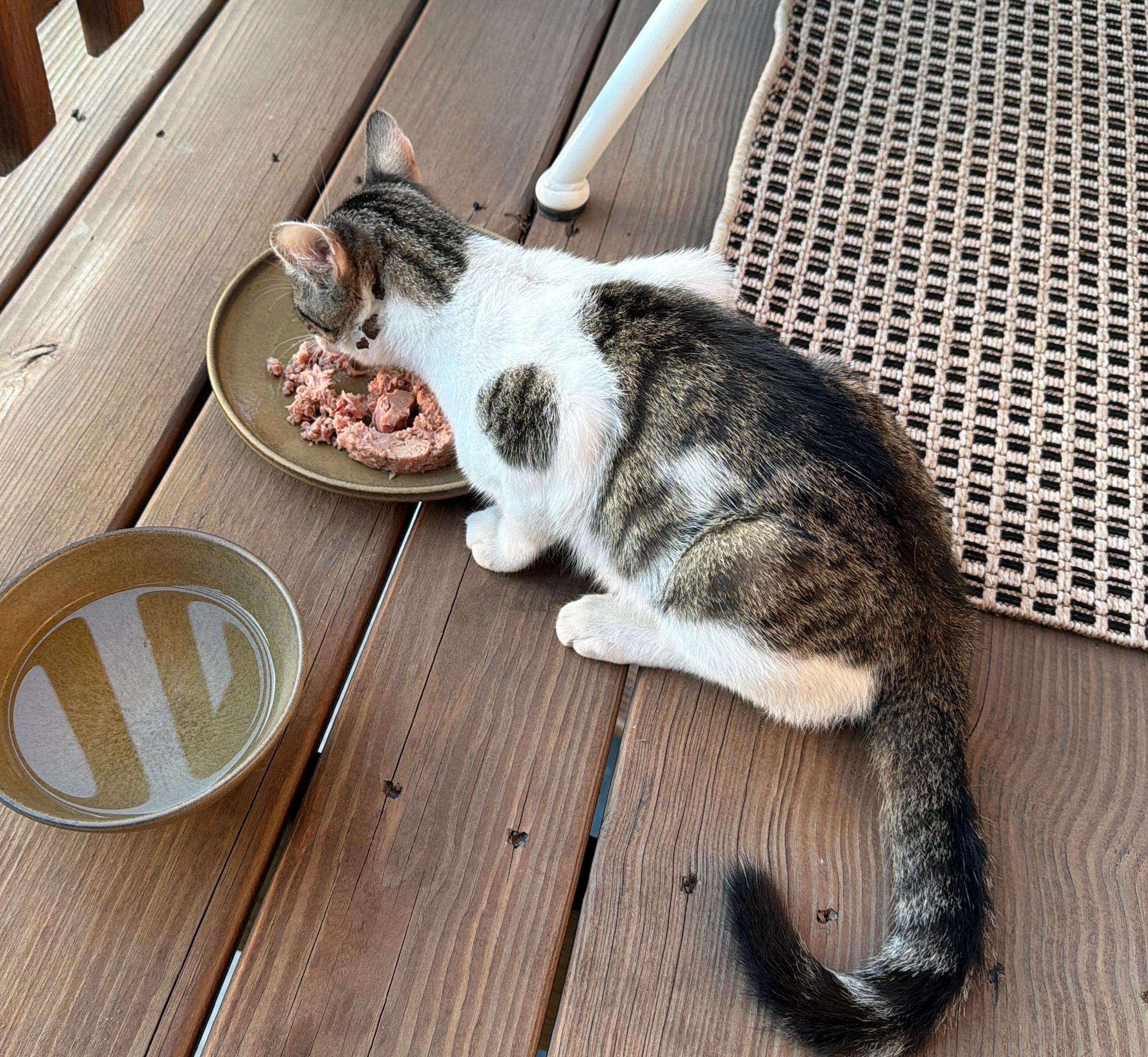 Enlarge Momo F2a, an adopted mixed breed in Chicago, IL image 5/5