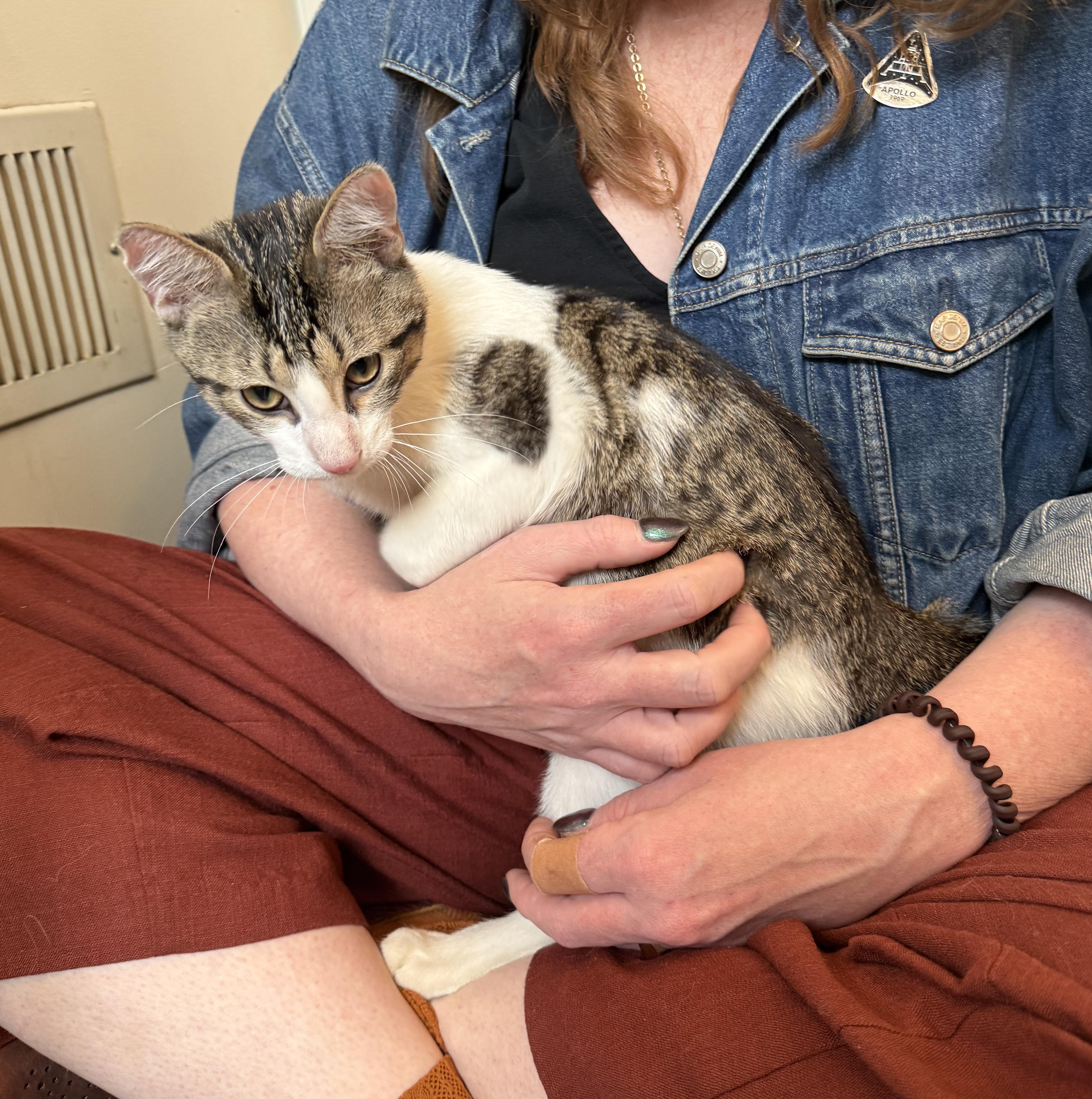 Enlarge Momo F2a, an adopted mixed breed in Chicago, IL image 3/5